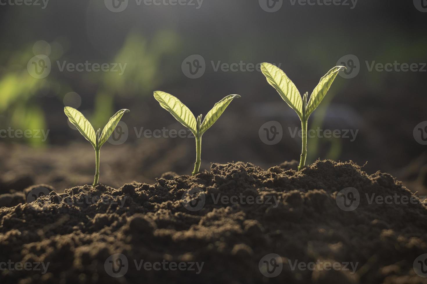 las plantas de semillas están creciendo. están creciendo paso a paso. una tiene raíz y crece bajo el suelo y la otra semilla tiene hojas. están creciendo entre la luz del sol. foto nueva vida y concepto de crecimiento.