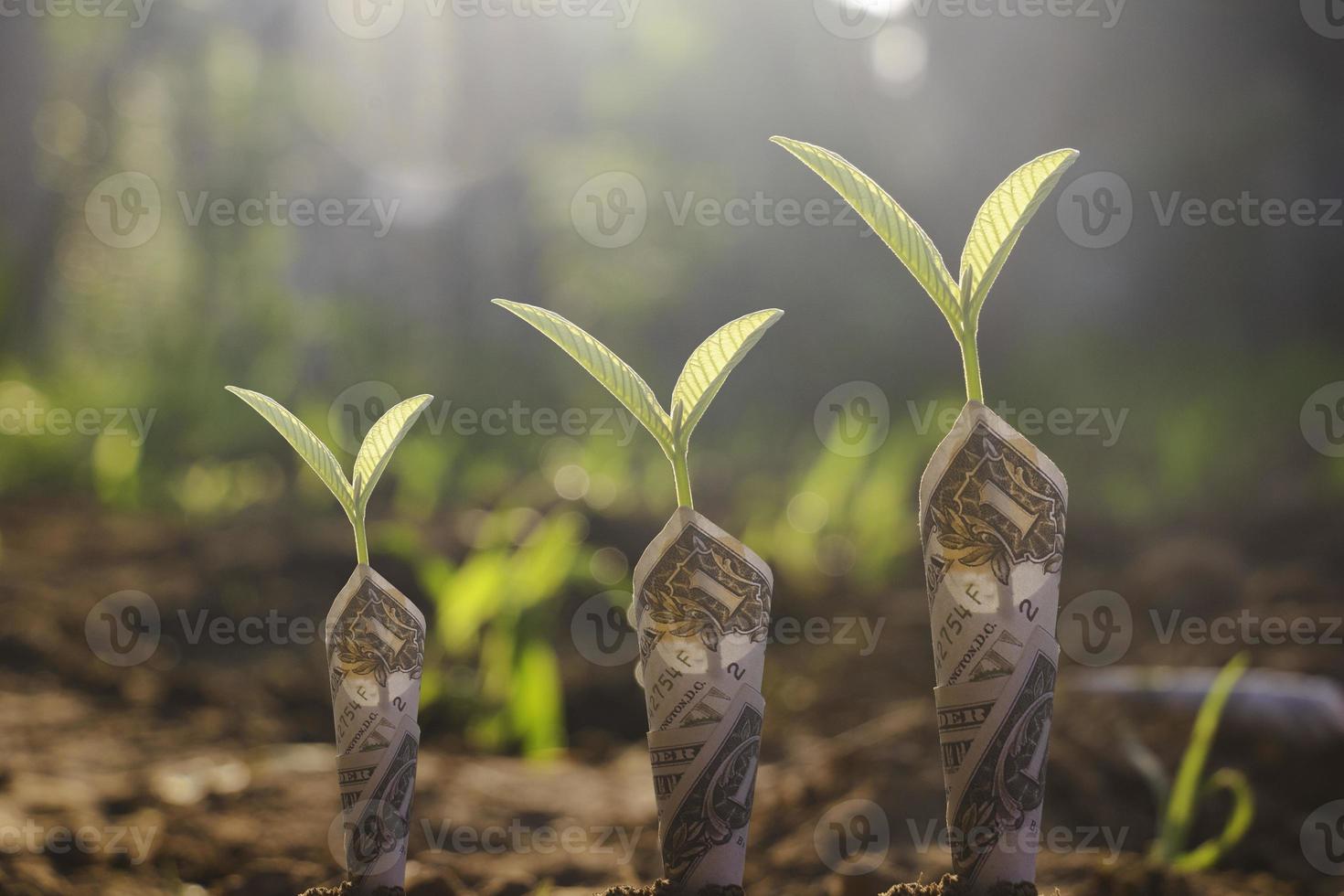 Close-up establece dólar con planta verde que crece en la parte superior para los negocios. Están a la luz del sol en el suelo. Ahorro, crecimiento, inversión, finanzas, negocios fotográficos y concepto económico. foto