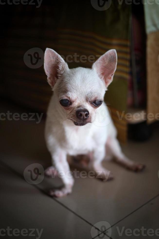 A sad Chihuahua dog in home photo