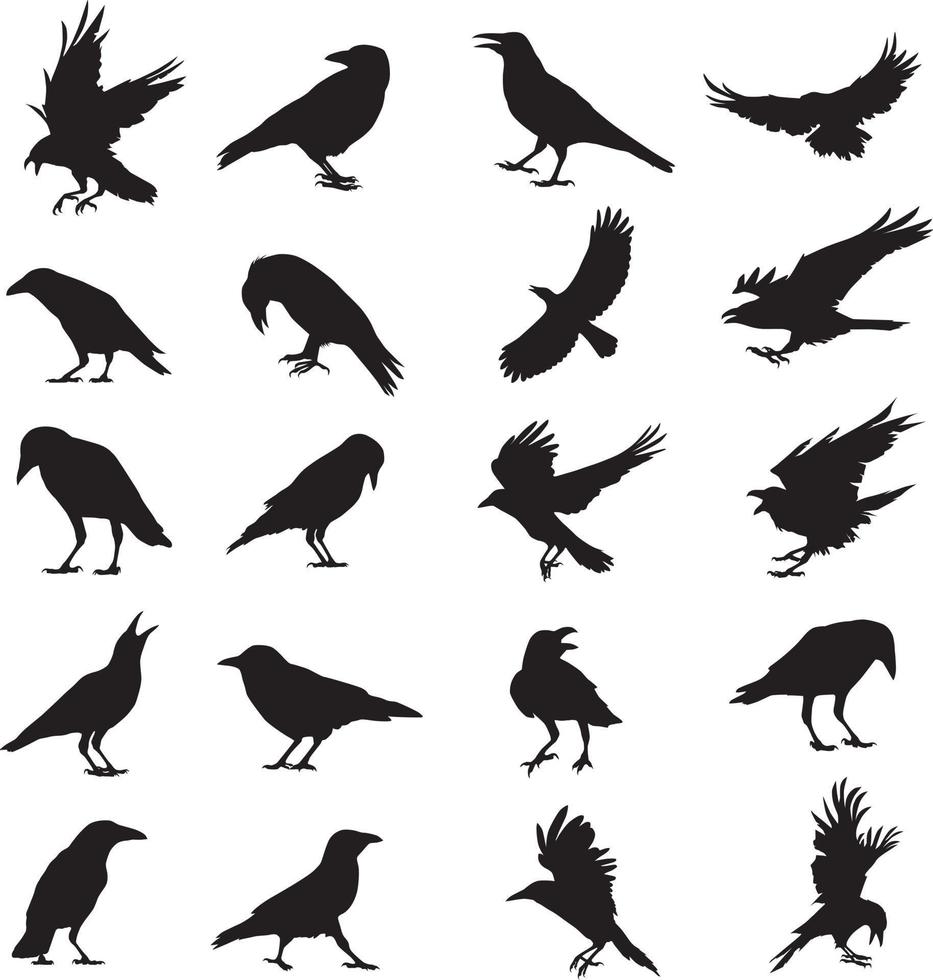 crow, raven silhouette. Isolated On White Background vector