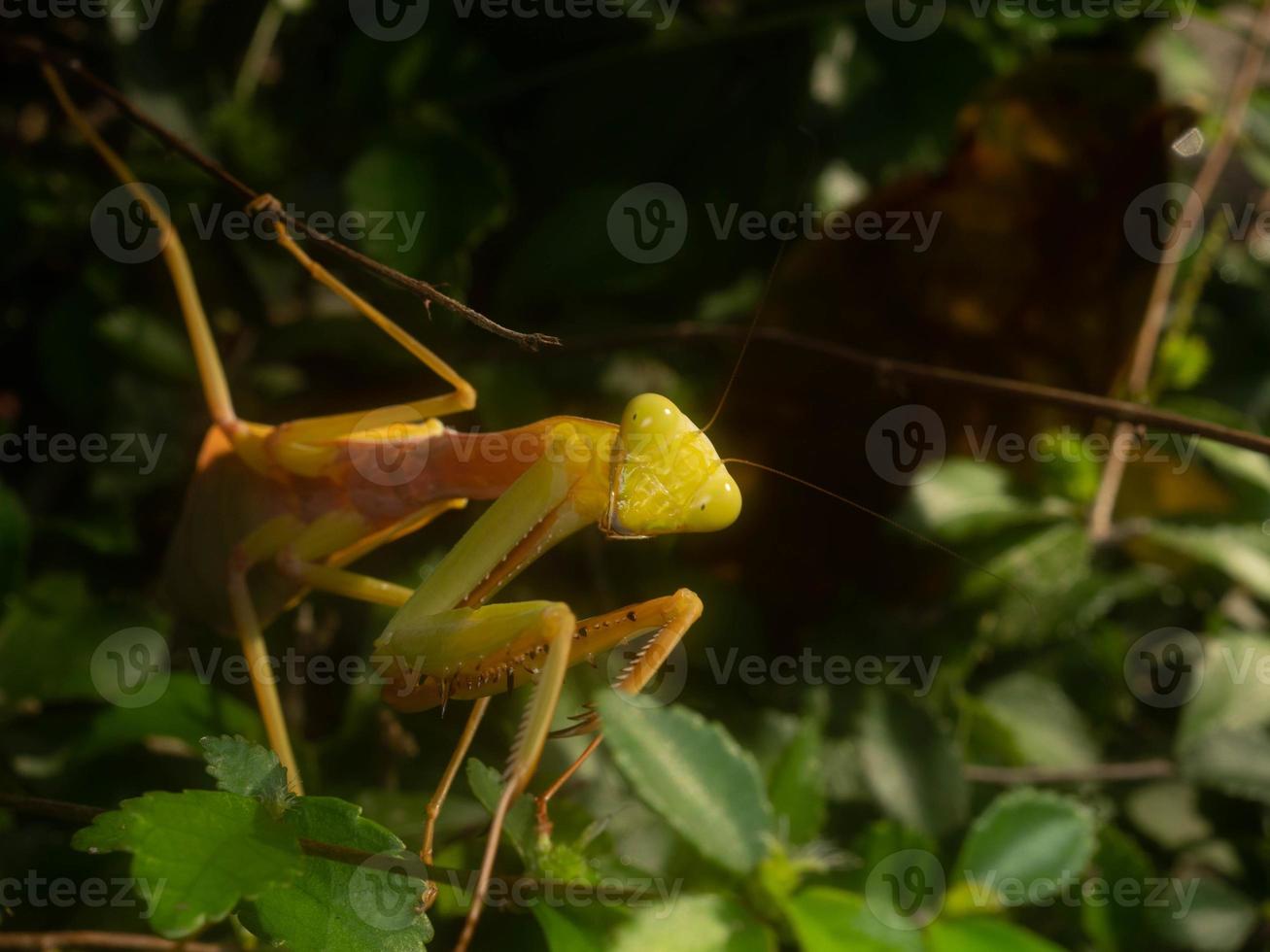 Primer plano de una mantis religiosa foto