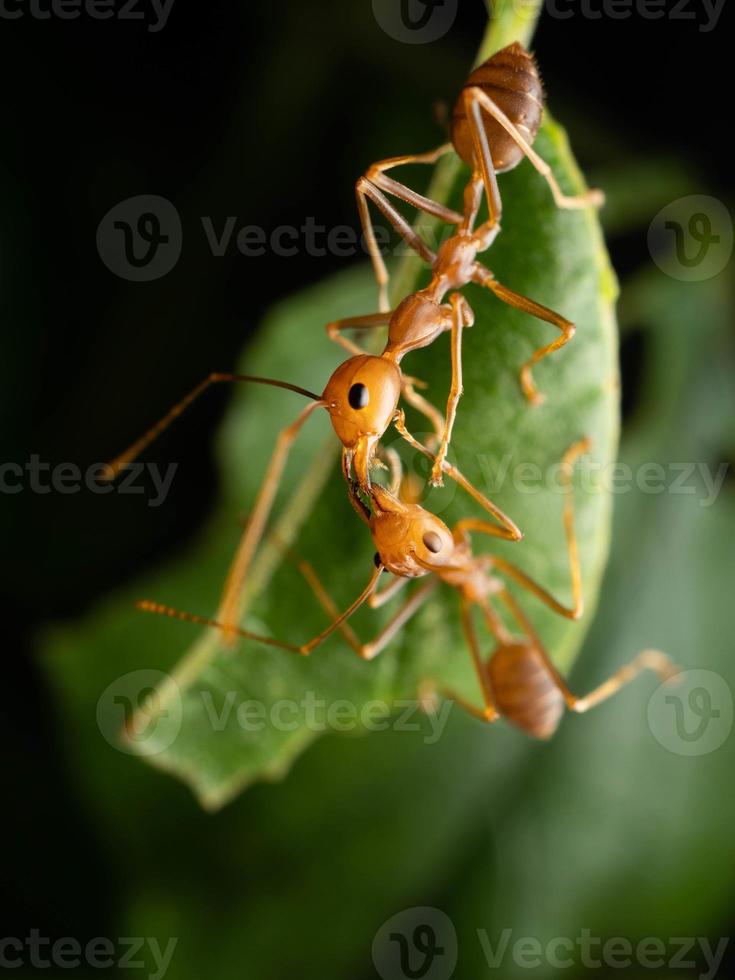 Close up shoot of red ants on a leaf photo