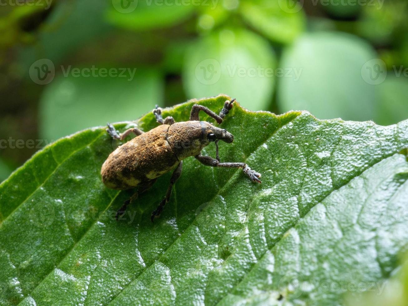 Close up shoot of Weevils beetles photo