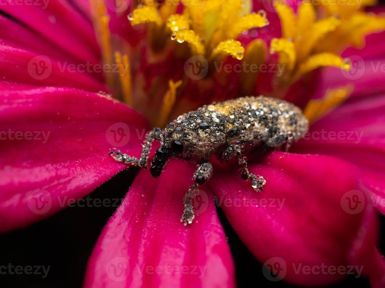 Close up shoot of Weevils beetles photo