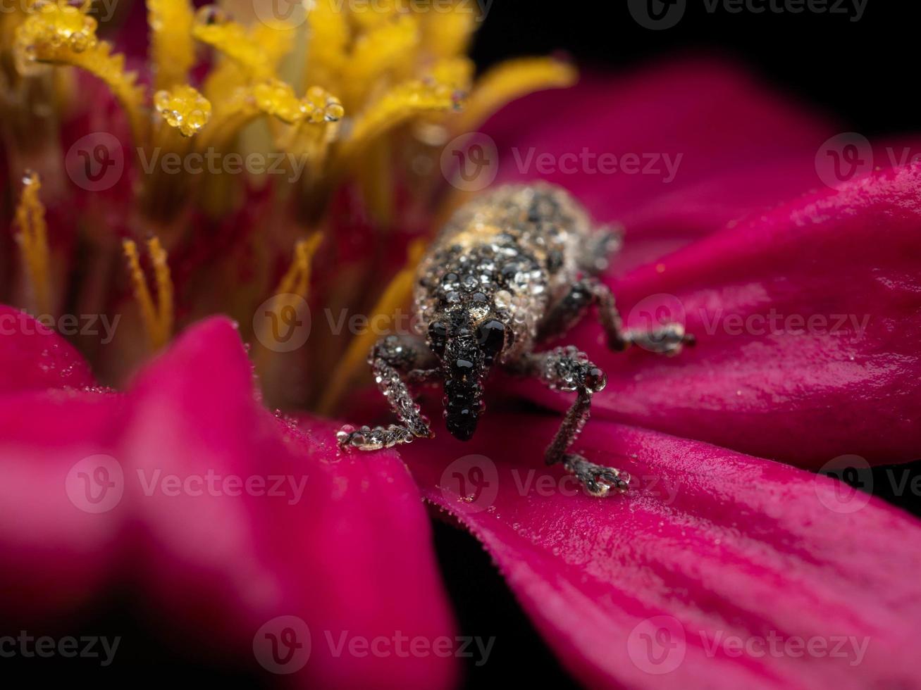 Close up shoot of Weevils beetles photo