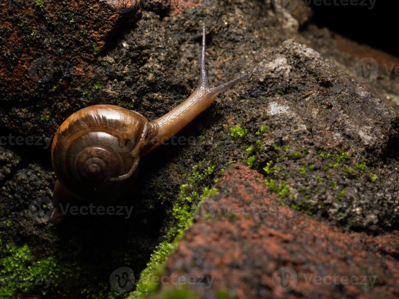 Primer plano de un caracol de jardín foto