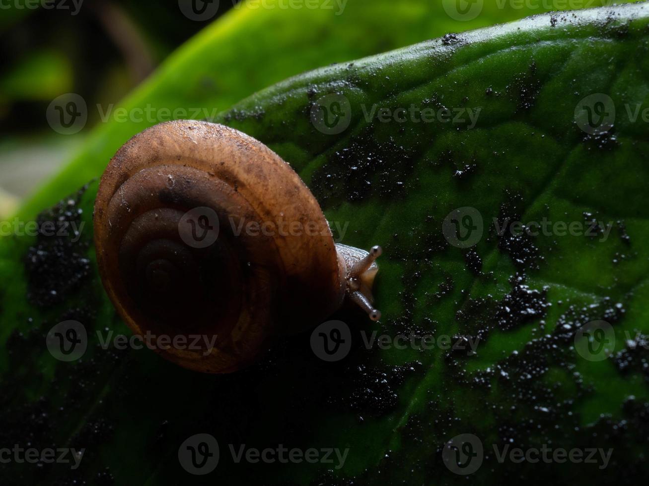 Close up shoot of a garden snail photo