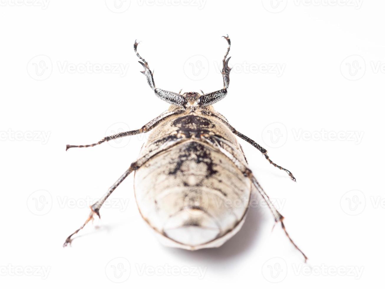 Close up shoot of Lepidiota stigma photo