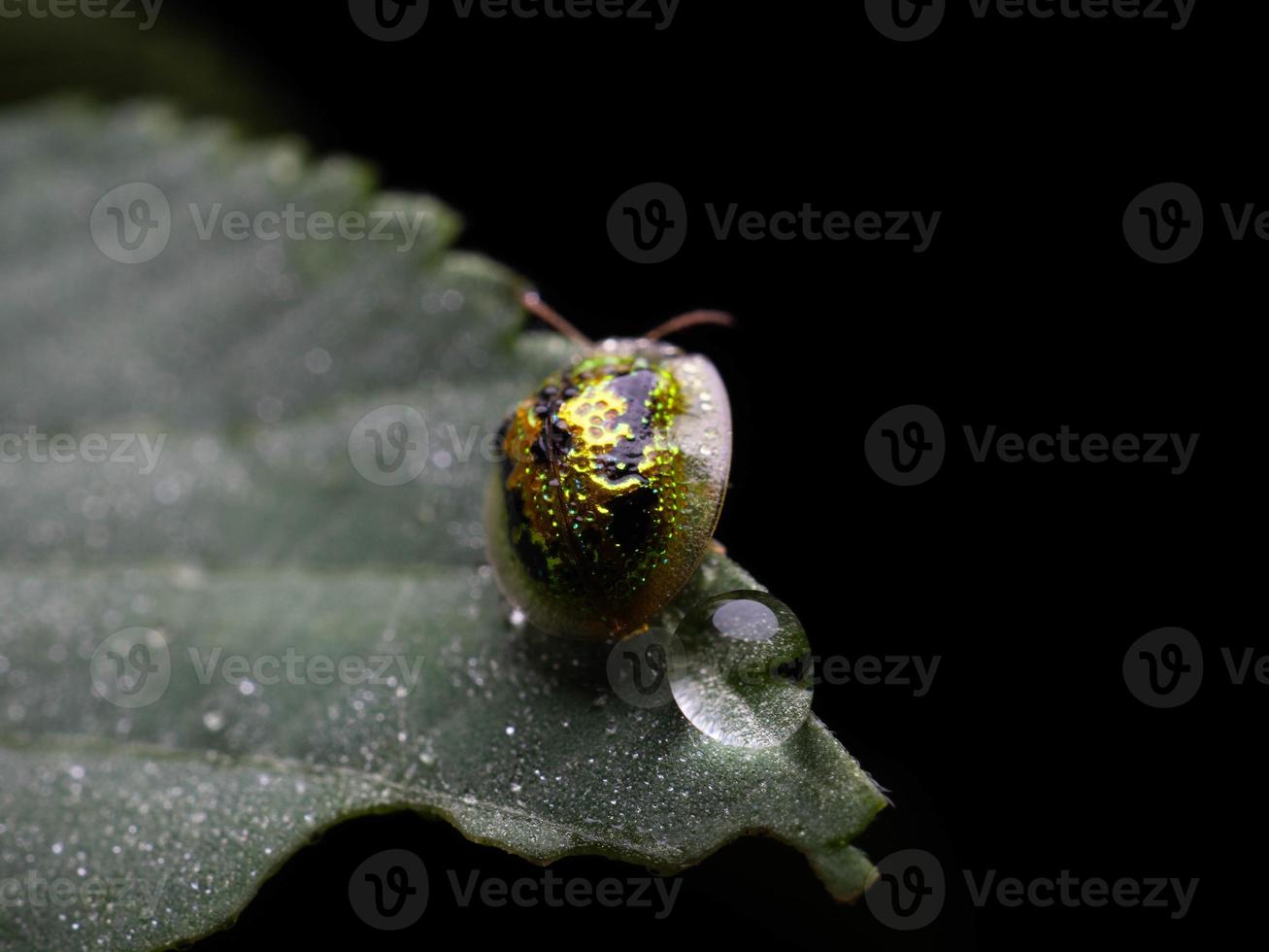 Close up shoot of golden lady bug photo