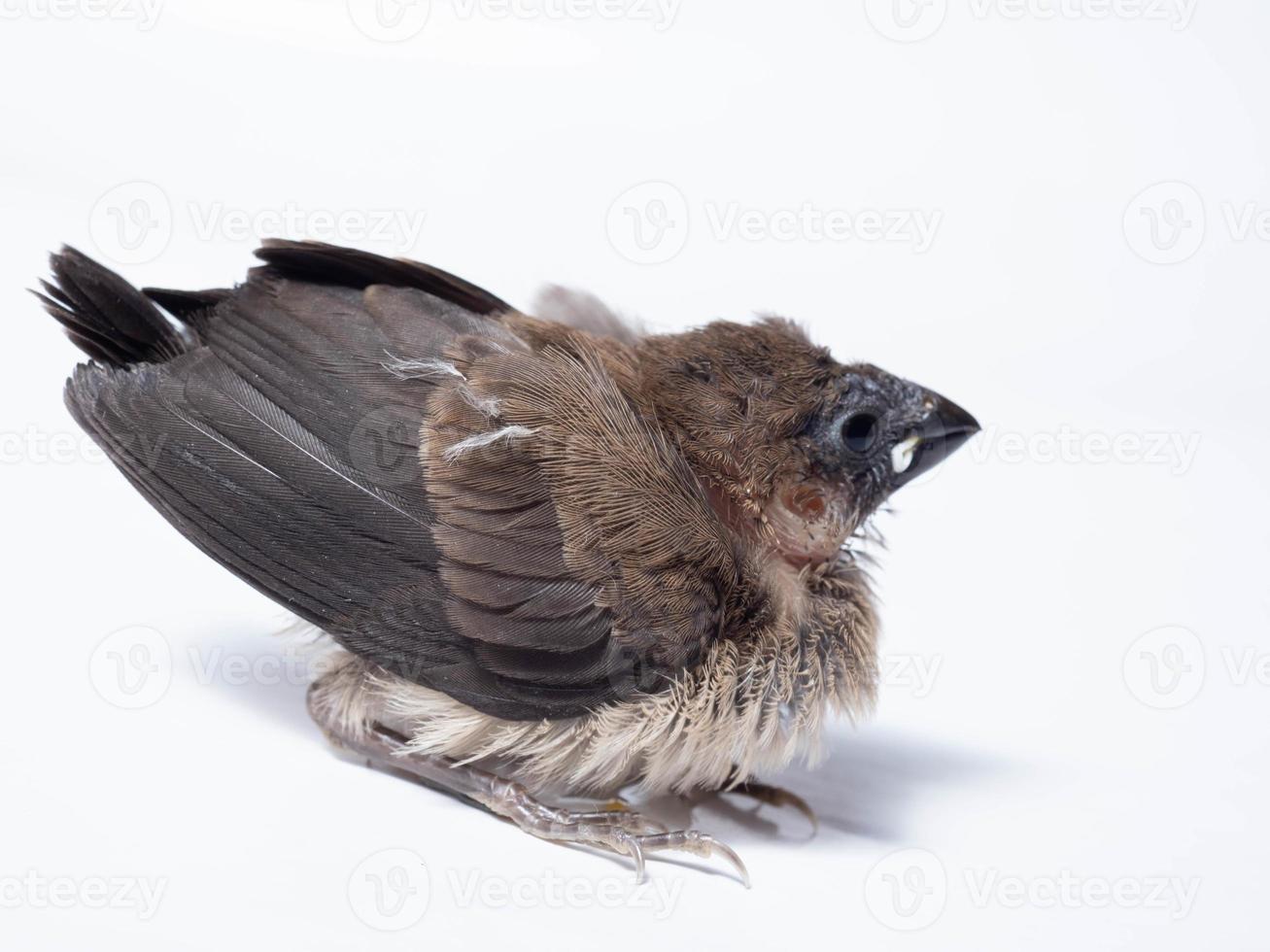 Picture of baby Javan Munia bird photo