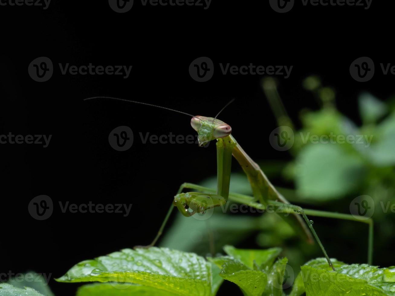 Primer plano de una mantis religiosa foto