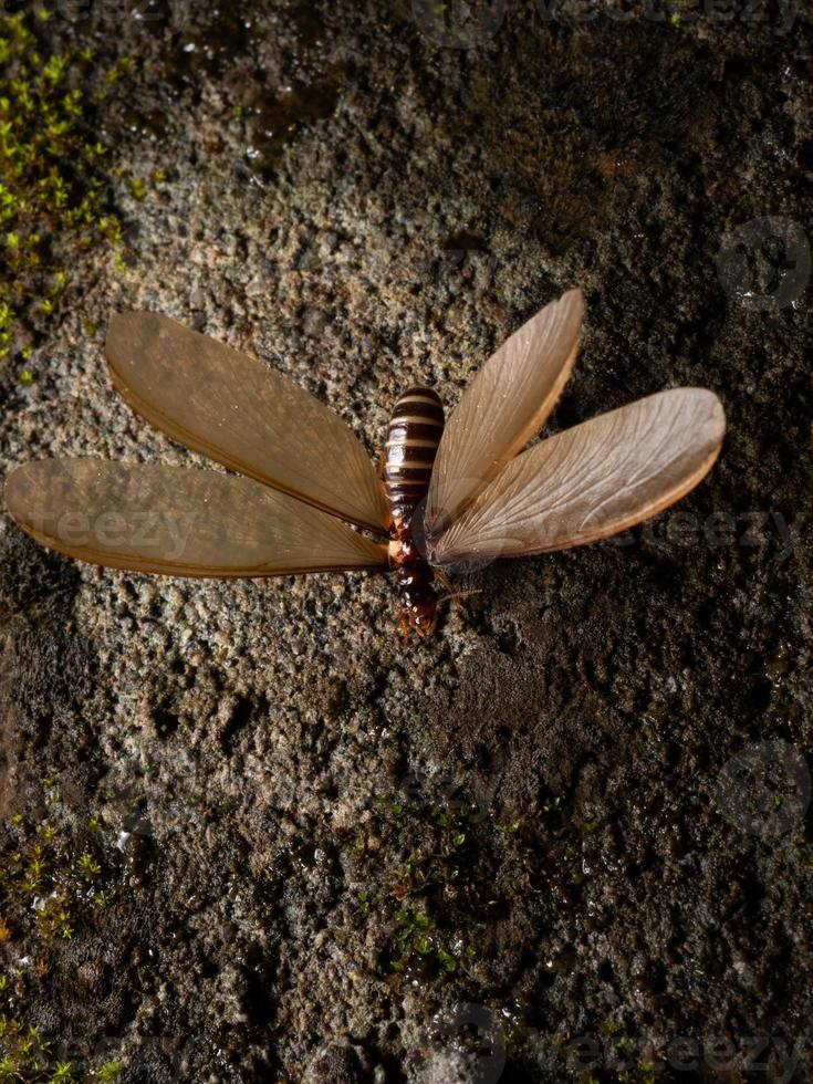 Picture of a termite alates photo