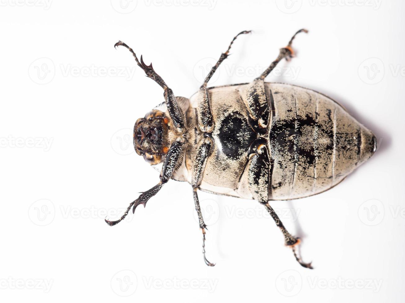 Close up shoot of Lepidiota stigma photo