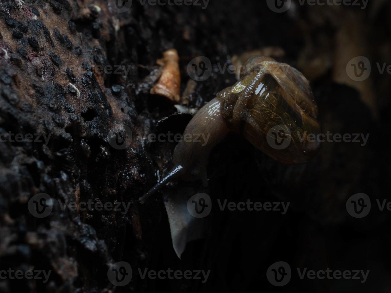 Close up shoot of a garden snail photo