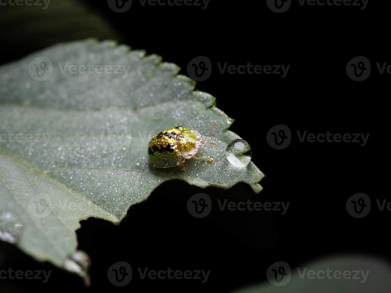 Close up shoot of golden lady bug photo