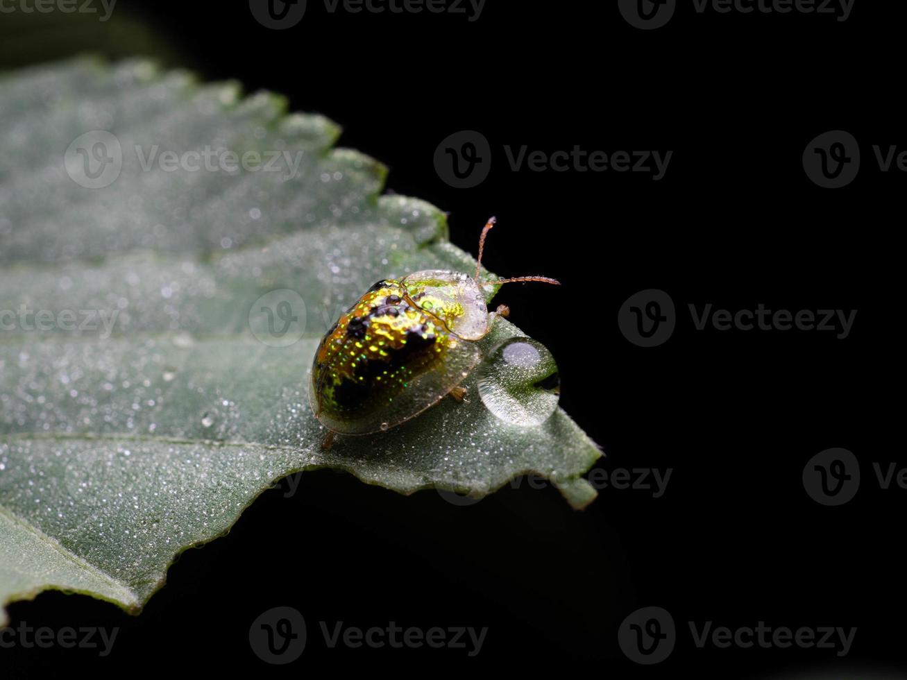 primer plano disparar de golden lady bug foto