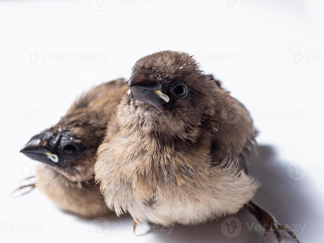 Picture of baby Javan Munia bird photo