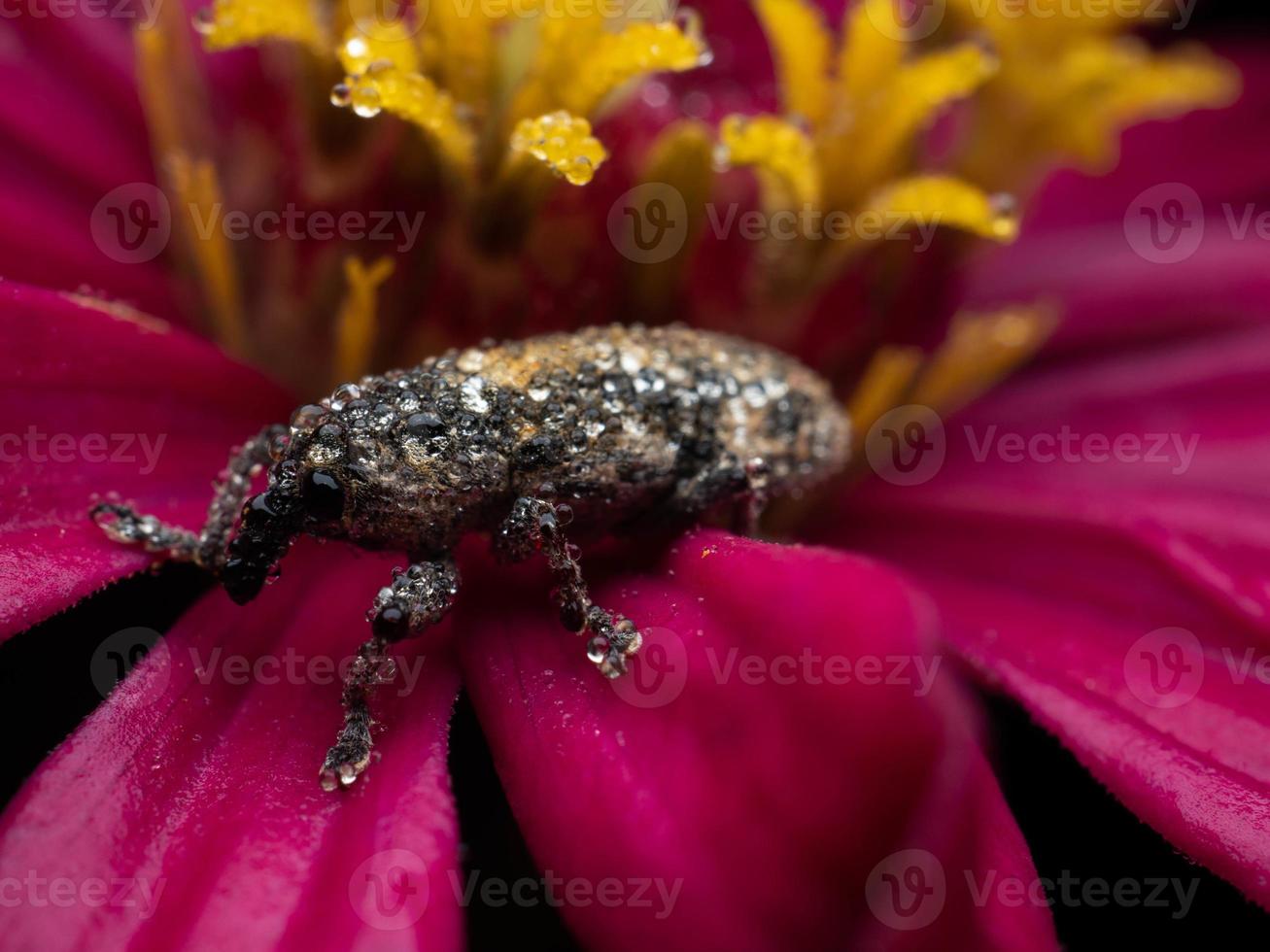 Close up shoot of Weevils beetles photo