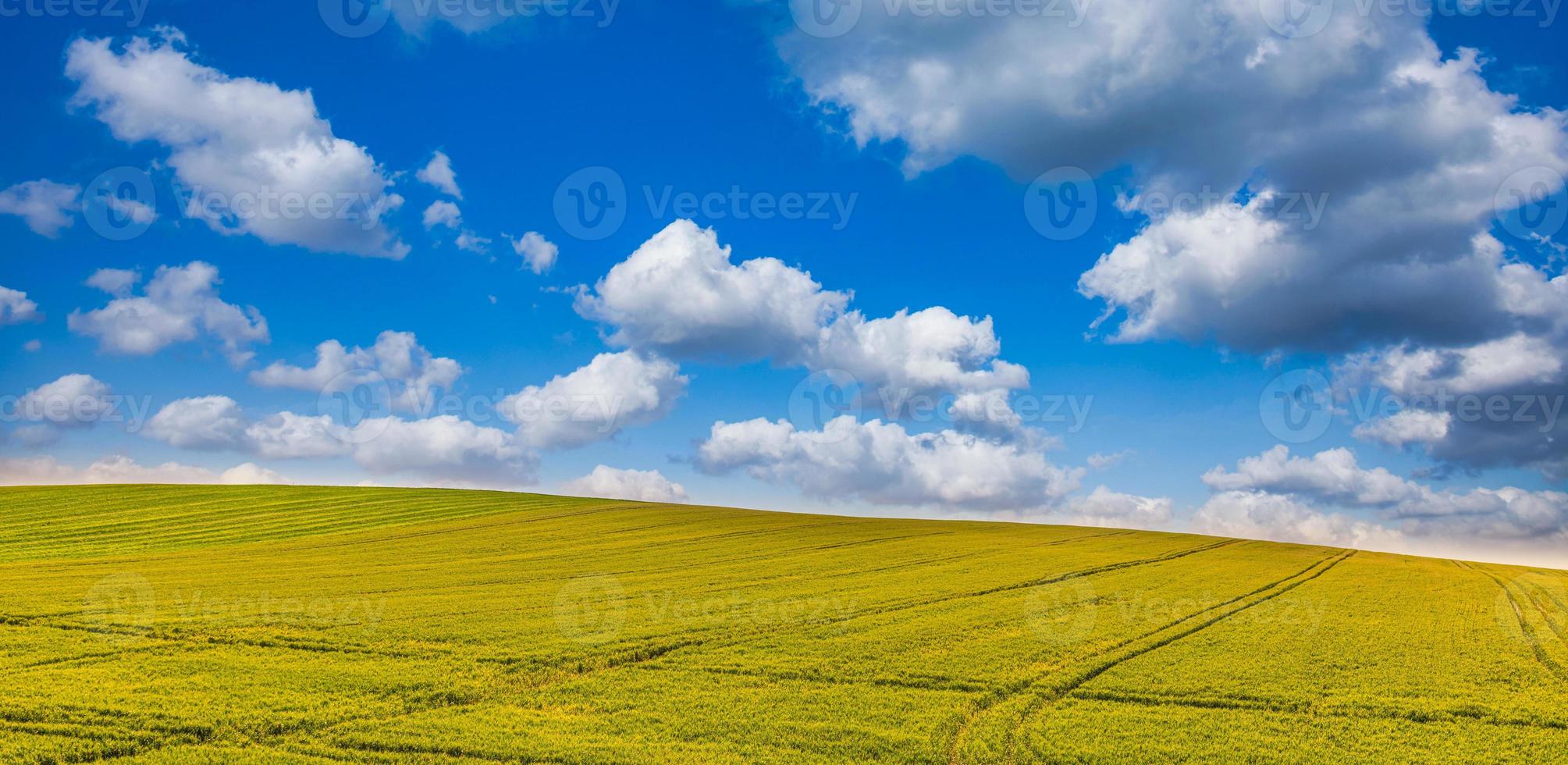 Amazing agriculture landscape, relaxing nature scenic with lines in wheat field under sunny blue sky. Idyllic nature background, panoramic background. Beautiful tranquil farm, countryside nature photo