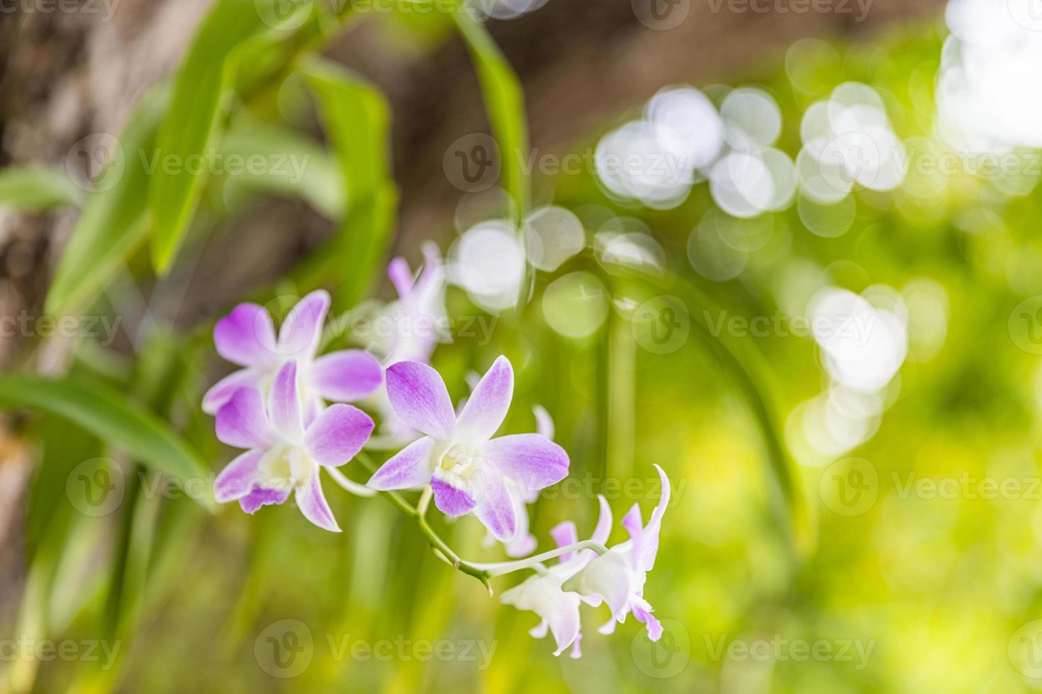 Pink purple Phalaenopsis orchid flower in winter or spring day tropical garden floral background. agriculture idea concept design with copy space add text. photo