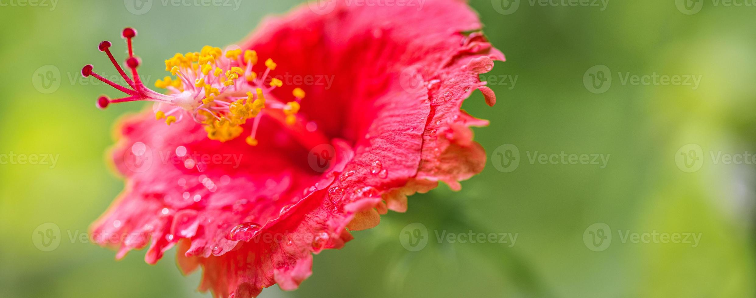 Exotic tropical garden or park nature with closeup hibiscus flower on a green background. In the tropical garden. Amazing nature photo