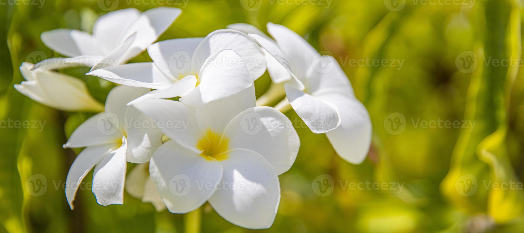 White and yellow plumeria flowers bunch blossom close up, green leaves blurred bokeh background, blooming frangipani tree branch, exotic tropical flower in bloom, beautiful natural floral arrangement photo