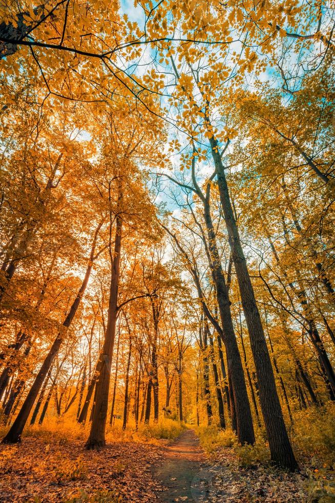 Amazing autumn landscape. Panoramic forest nature. Vivid morning in colorful forest with sun rays orange golden leaves trees. Idyllic sunset, dream fantasy scenic pathway. Beautiful fall park footpath photo