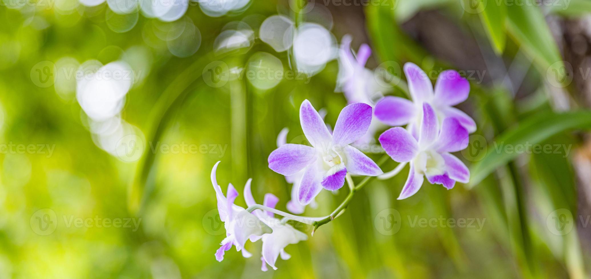 Pink purple Phalaenopsis orchid flower in winter or spring day tropical garden floral background. agriculture idea concept design with copy space add text. photo