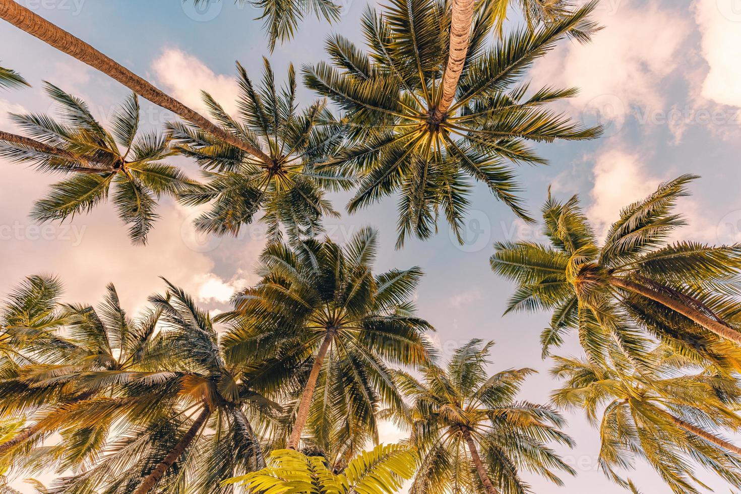 Tropical trees background concept. Coco palms and peaceful blue sky. Exotic summer nature background, green leaves, natural landscape. Summer tropical island, holiday or vacation pattern photo