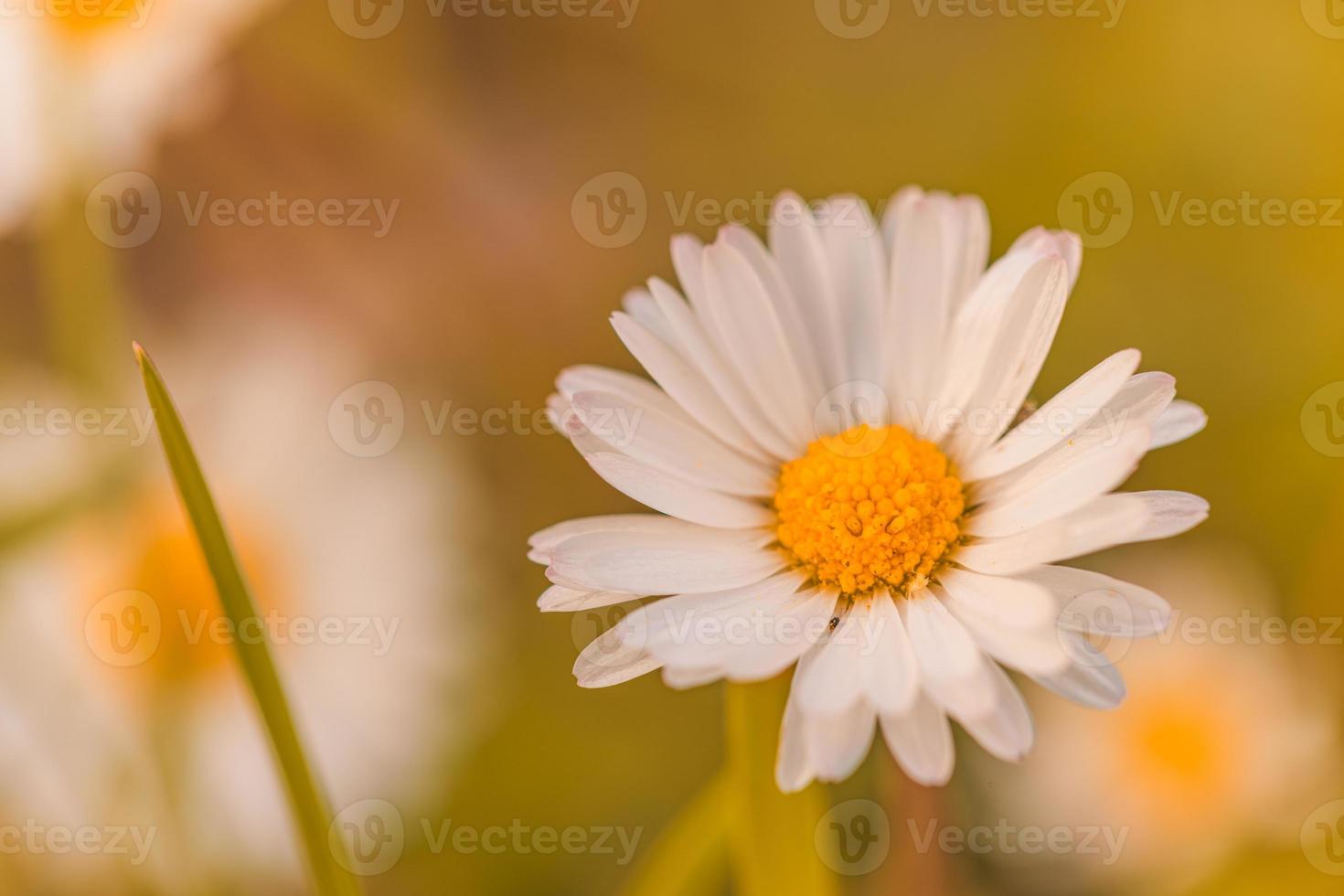 Abstract soft focus sunset field landscape of white flowers and grass meadow warm golden hour sunset sunrise time. Tranquil autumn sunset nature closeup and blurred forest background. Idyllic nature photo