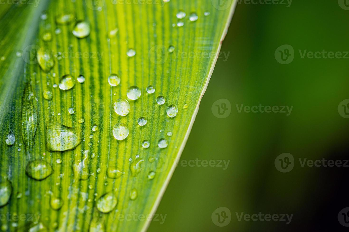 Close-up of raindrops on green leaf. Macro nature, Art abstract spring background natural green leaf with rain drop after the storm at rainforest. leaves green background with rain drop. top view photo