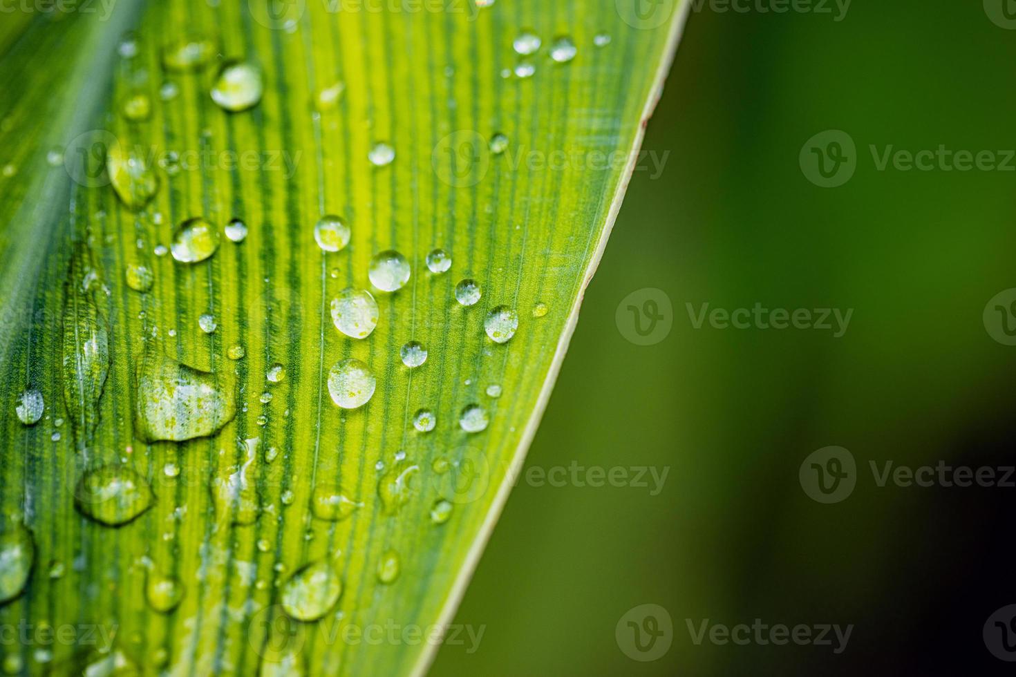 primer plano de las gotas de lluvia sobre la hoja verde. naturaleza macro, arte fondo de primavera abstracto hoja verde natural con gota de lluvia después de la tormenta en la selva tropical. deja un fondo verde con una gota de lluvia. vista superior foto