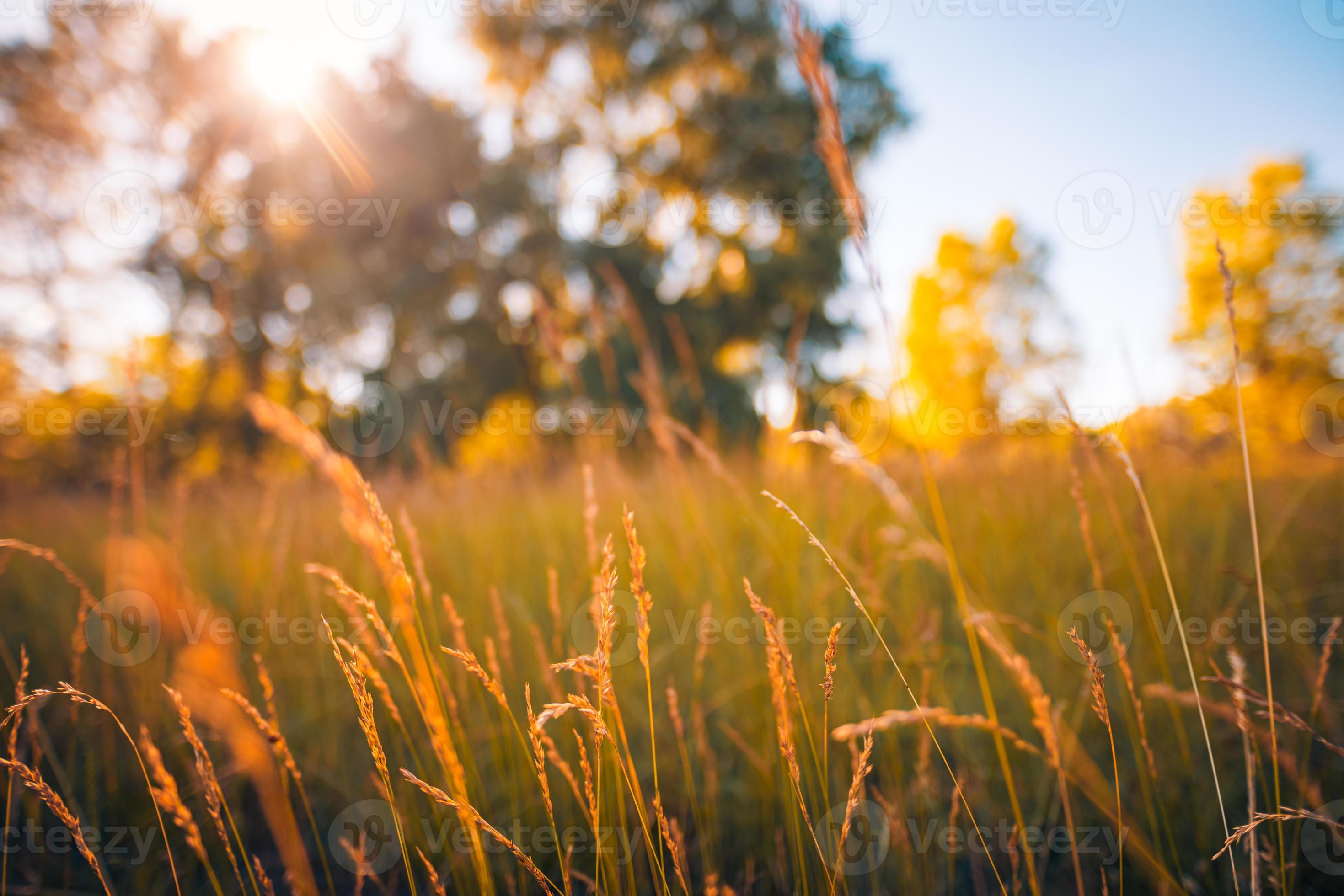 Abstract soft focus sunset field landscape of yellow grass meadow warm  golden hour sunset sunrise time. Tranquil autumn nature closeup and blurred  forest background. Idyllic nature fall forest 10757588 Stock Photo at