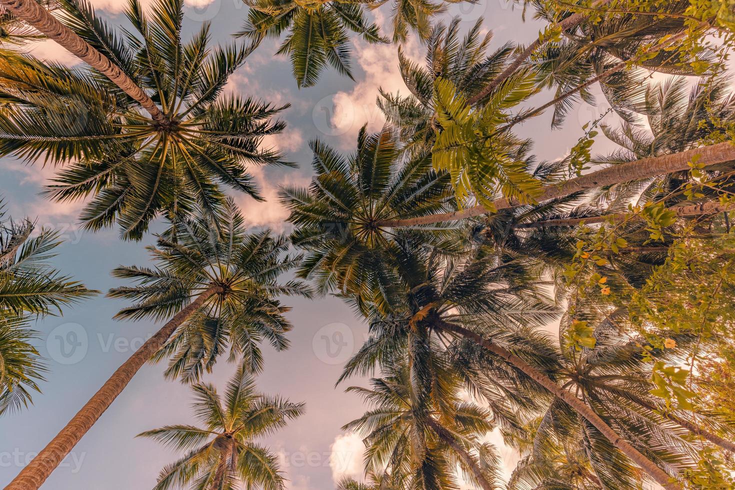 Romantic vibes of tropical palm tree with sun light on sky background. Outdoor sunset exotic foliage, closeup nature landscape. Coconut palm trees and shining sun over bright sky. Summer spring nature photo