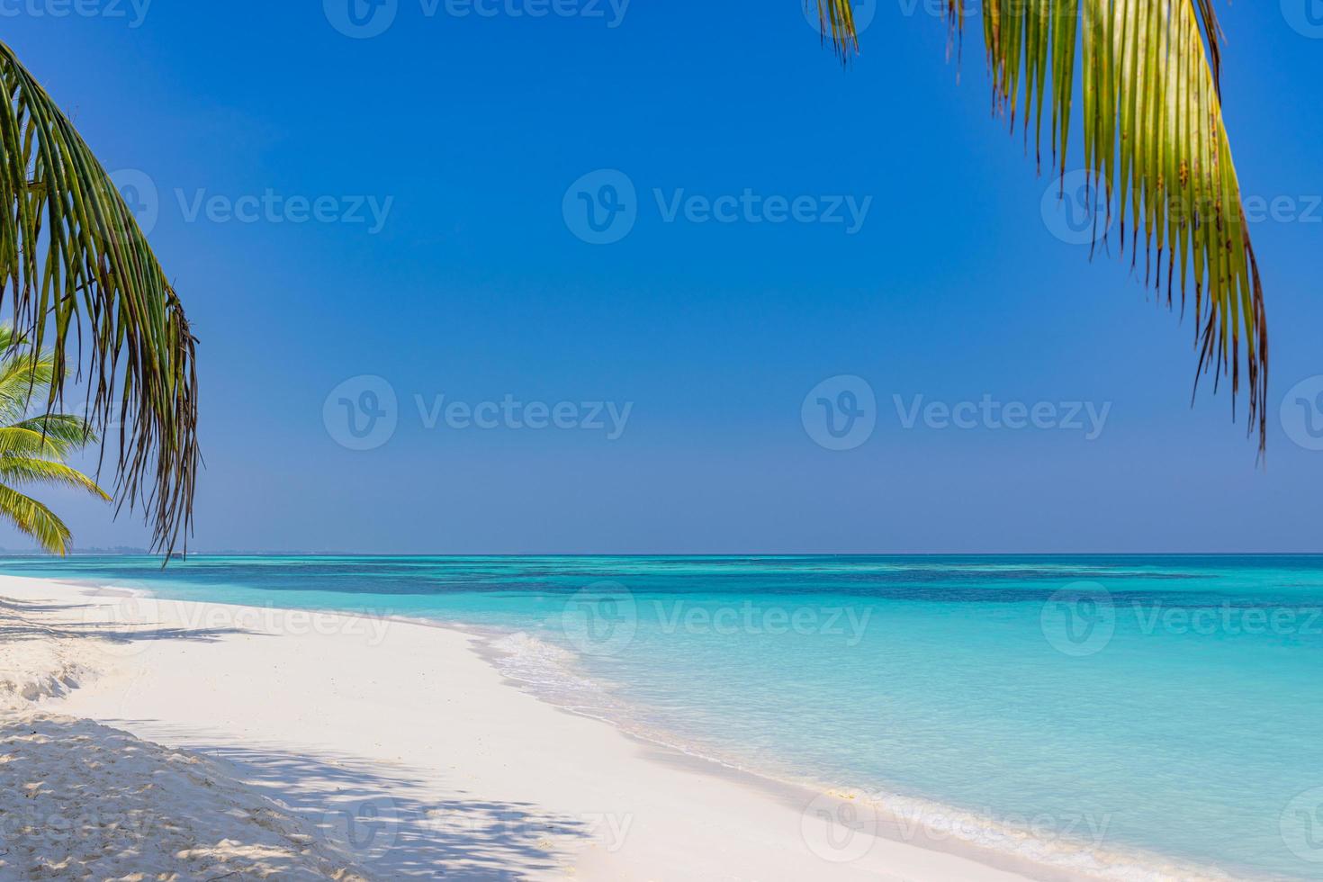 Summer beach background palm trees against blue sky banner panorama, tropical travel destination. White sand, blue sea exotic landscape, amazing summer background photo