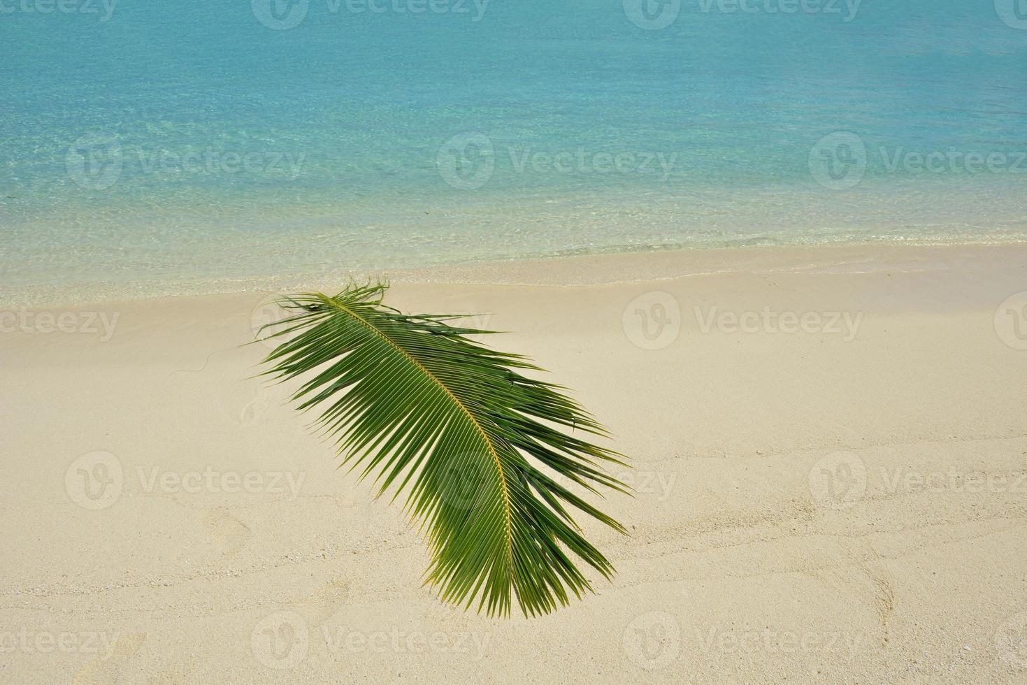 tropical beach landscape photo