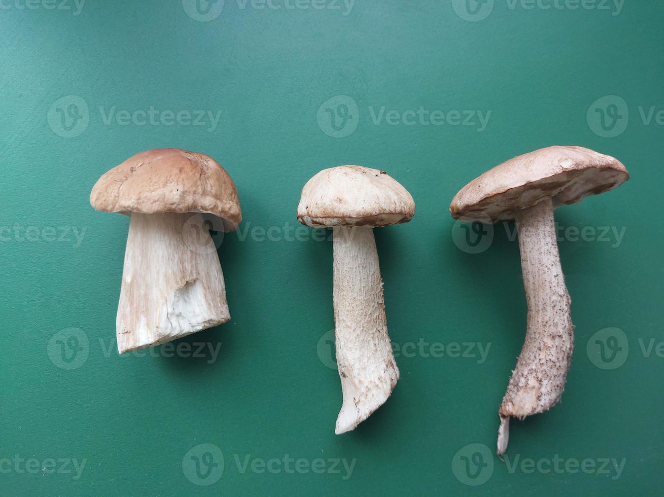 Fresh forest edible mushrooms on green background photo