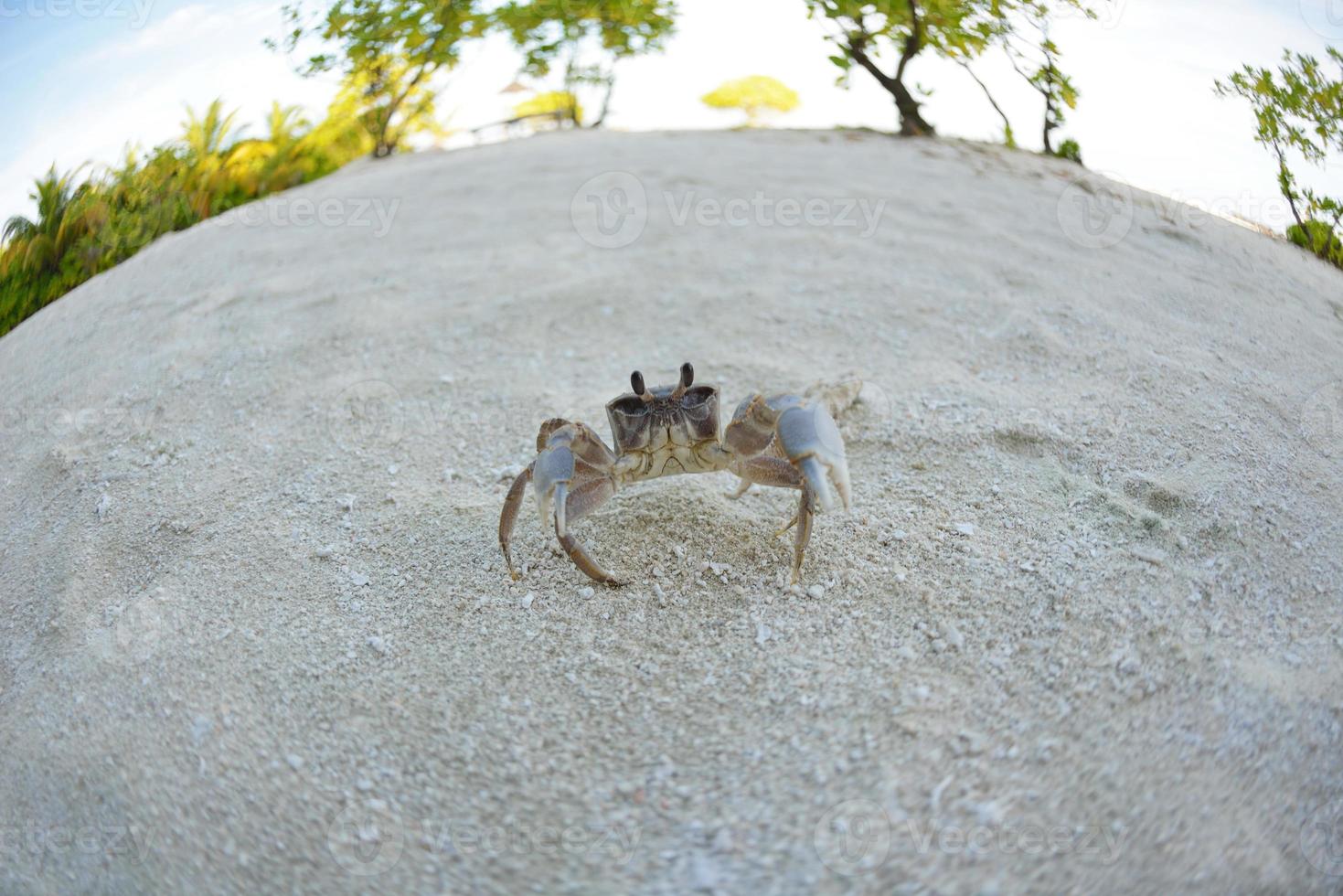 crab on a white sand beach photo