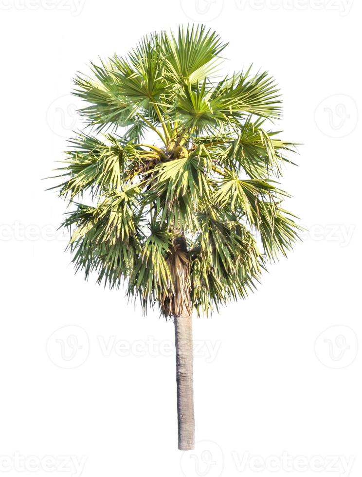 palm tree isolated on white background photo