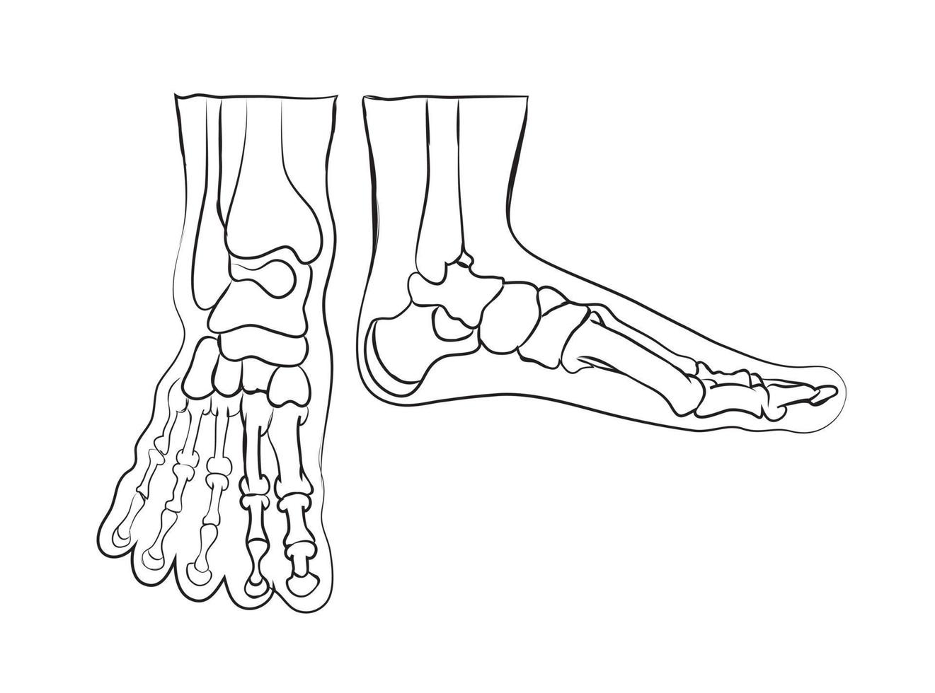 feet bones illustration vector