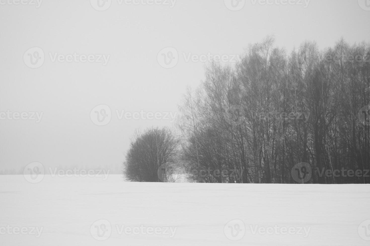 foto paisaje invernal nieve y árboles desnudos.