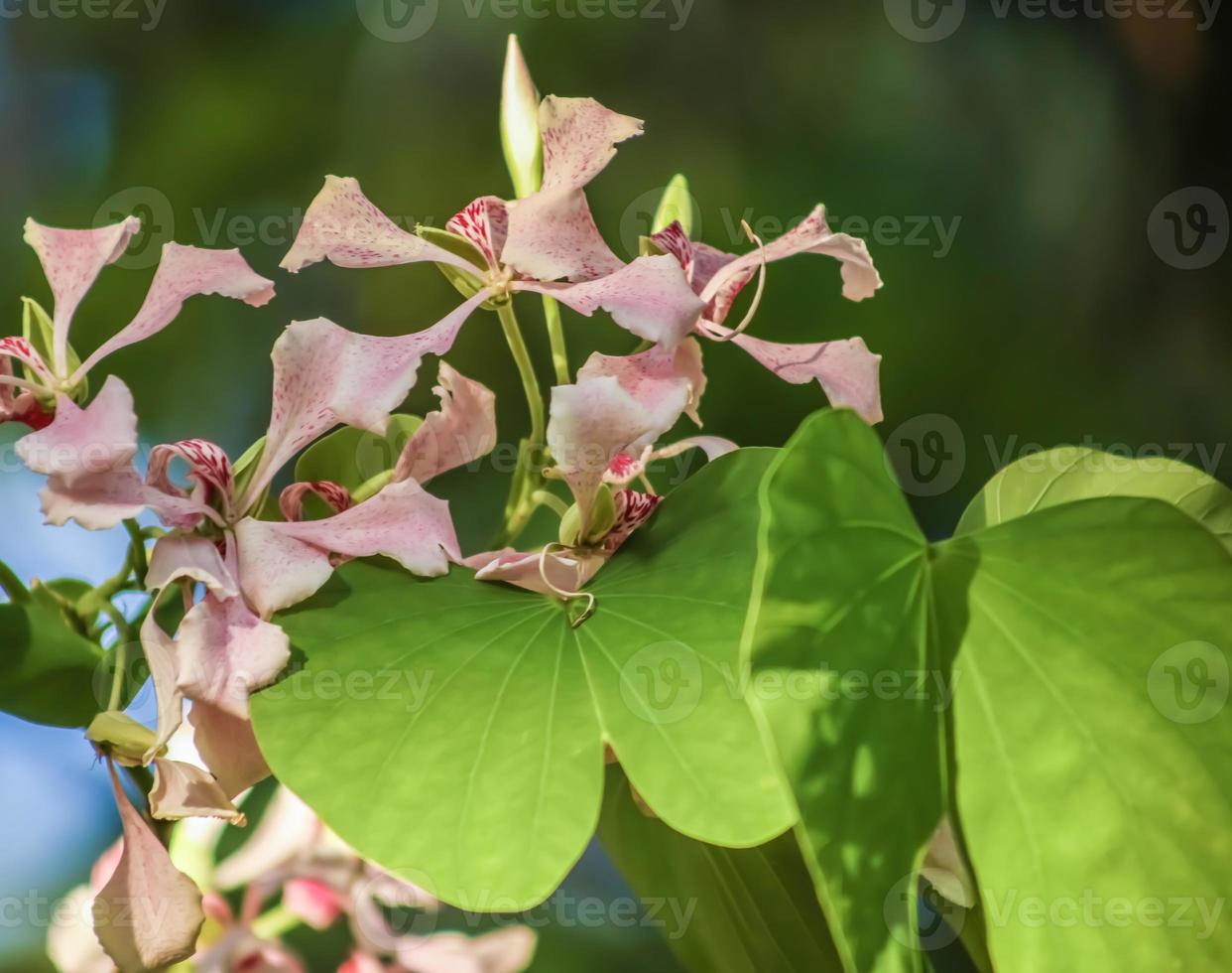 flor de arbol de orquideas foto