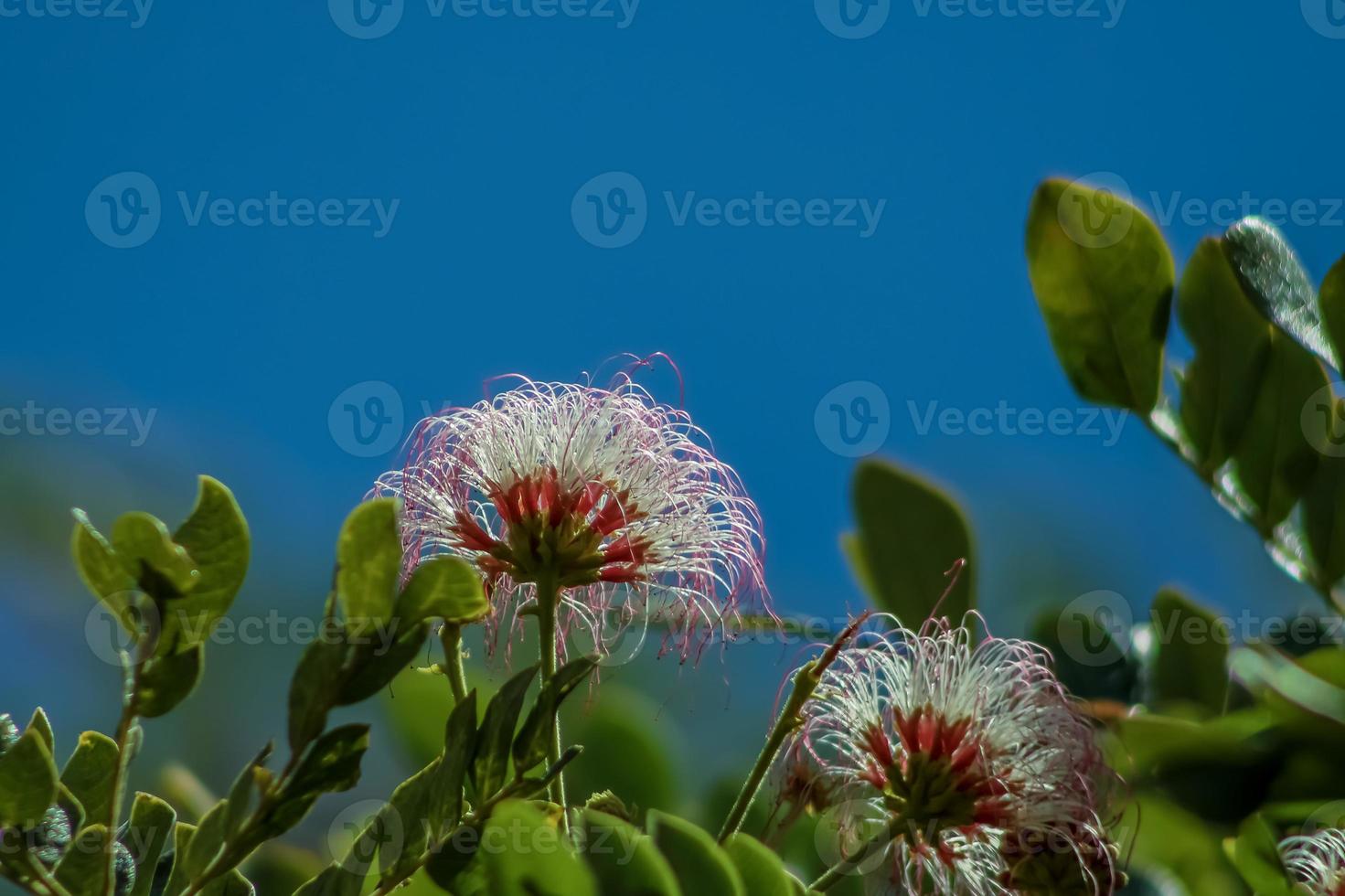 el árbol de mimosa florece foto