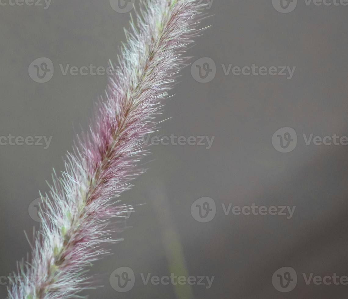 Rose Fountain Grass photo