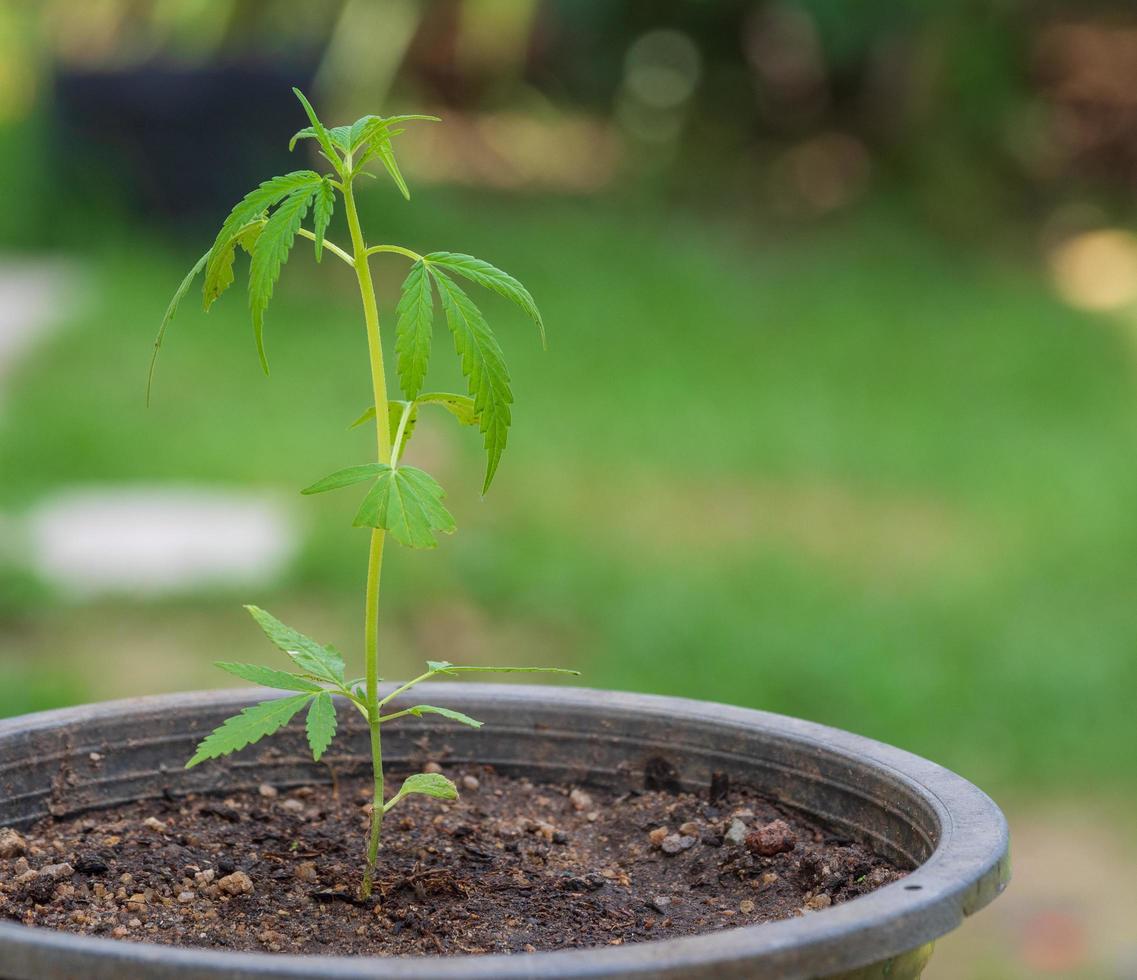 Close up young cannabis plants growing in ground. And black stalks Waiting for day to grow, is medically useful herb. In some countries, it is still considered serious drug. And it is also illegal. photo