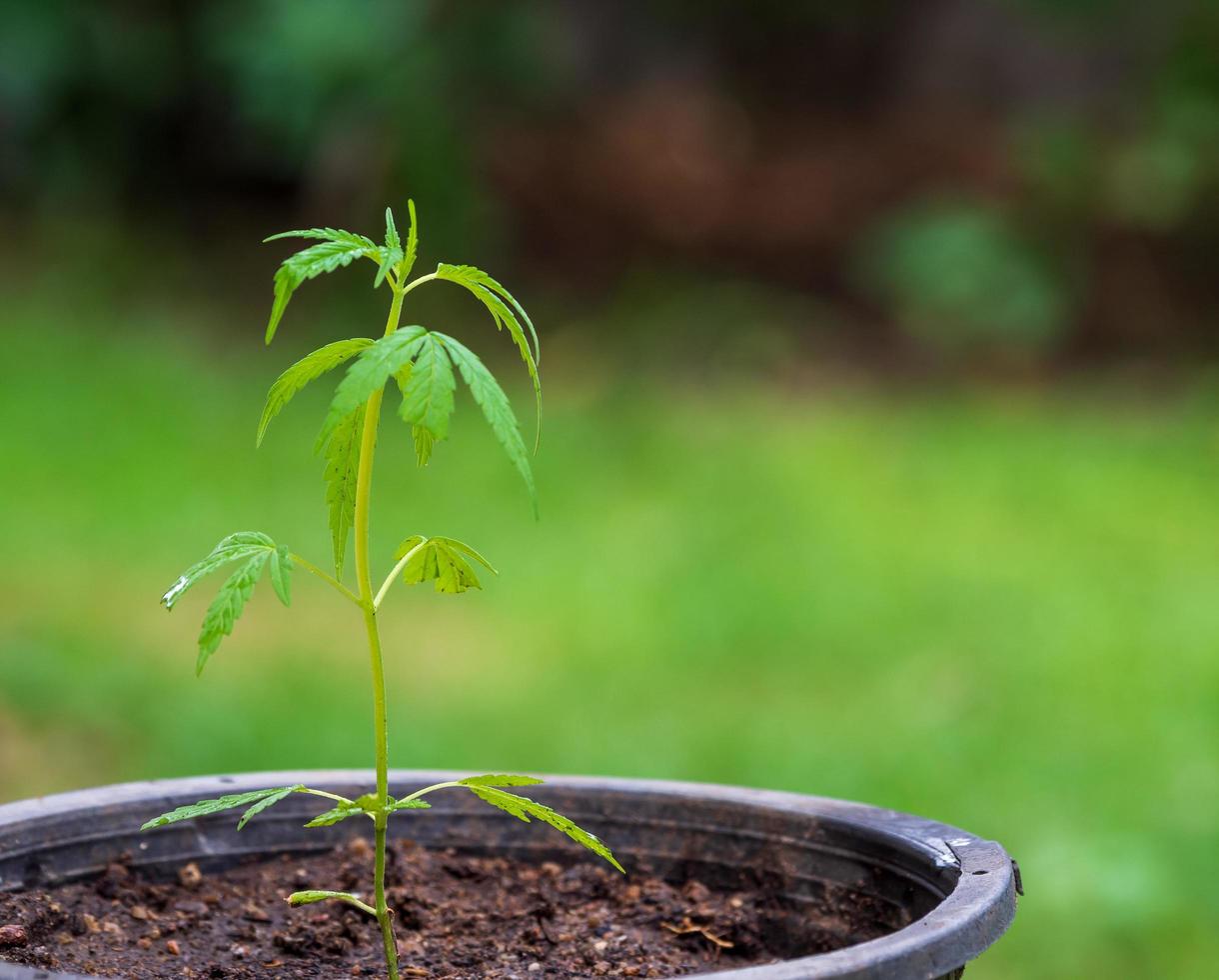 Close up young cannabis plants growing in ground. And black stalks Waiting for day to grow, is medically useful herb. In some countries, it is still considered serious drug. And it is also illegal. photo