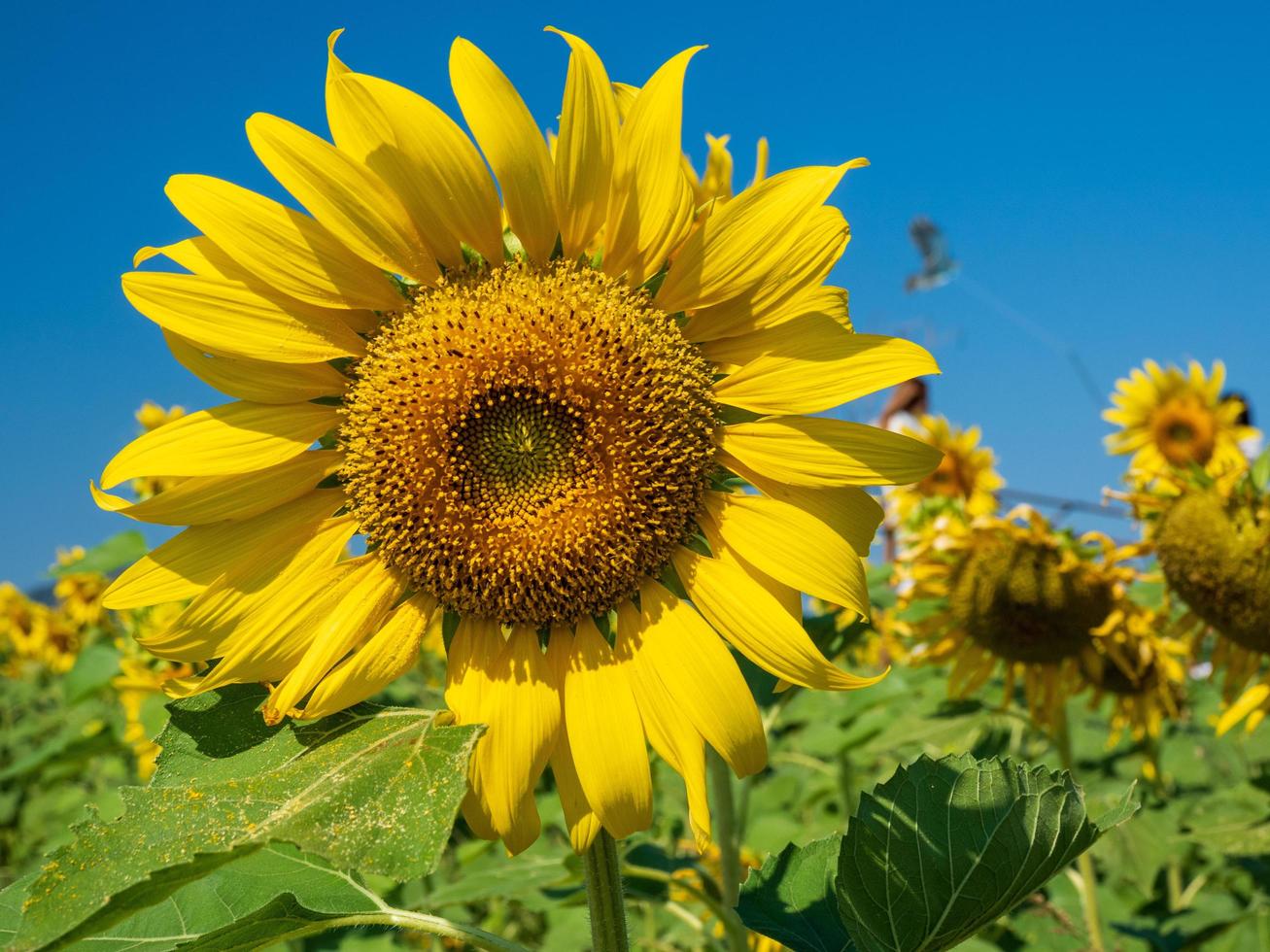 la vista frontal con vistas al girasol amarillo florece maravillosamente en un campo abierto junto con el cielo azul que se ve cómodo en los ojos, hace que sea relajante en el momento en que puedes ver foto