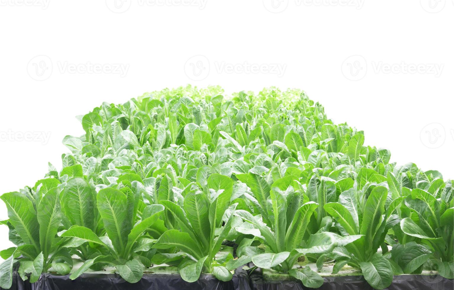 organic lettuce is safe without chemicals 10759375 Stock Photo at Vecteezy