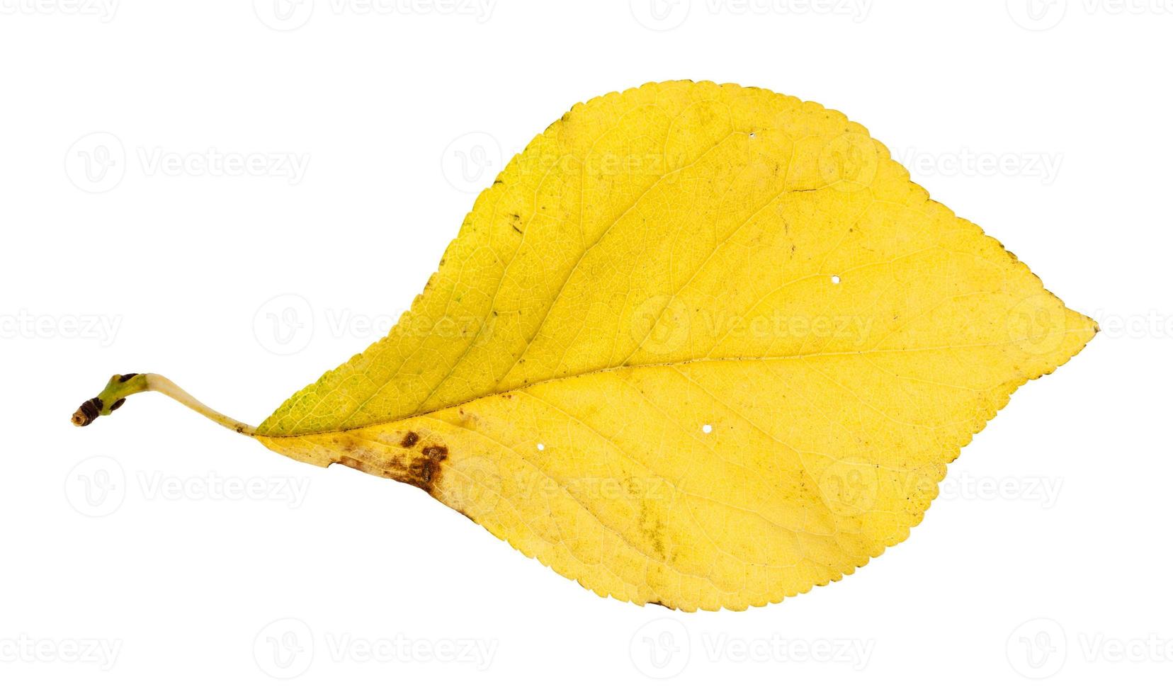 autumn yellow leaf of plum tree isolated photo