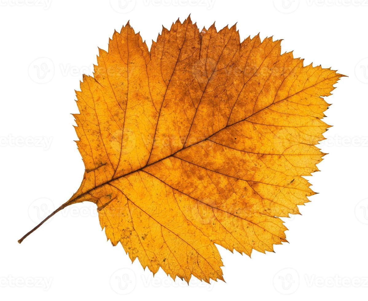 yellow autumn leaf of hawthorn tree isolated photo